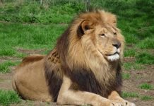 Lion DNA helps convict poachers for first time Lion DNA helps convict poachers for first time