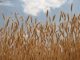 Wheat Prices Surge Amid Mideast Turmoil and Food Fears Wheat Prices Surge Amid Mideast Turmoil and Food Fears