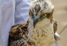 Rare migratory bird lands in Kenya from Finland