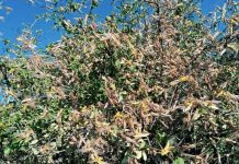 Panic as locusts now spotted in Kirinyaga County