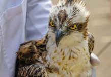 Migratory bird that had flown from Finland dies of starvation