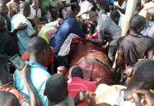 Locals feast on stray hippo as police watch helplessly