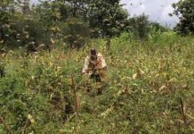 Bleak future: Farmers worry bigger locust menace ahead