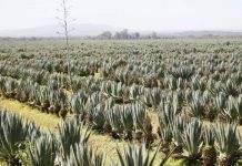 3,000 squatters to settle on disputed Teita Estate land