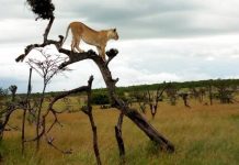 Stray lions cause panic around the Maasai Mara