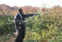 Locusts now invade Turkana, West Pokot