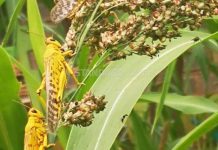State takes aerial spraying of locusts to three more counties