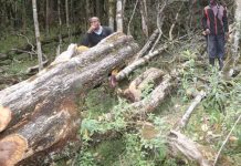 County raise concern over public institutions cutting down trees