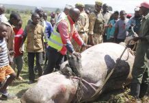 Calls to cull hippos after man is killed