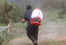 State says it will end locust spread in two months