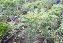 Farmers set to get Sh3 billion fund loans