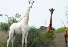 Dazzling white giraffes may have died four months ago