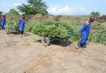 Flower farms send 120,000 workers on forced leave