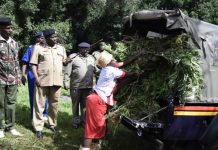 Bhang worth over Sh2 million netted at Ndaragwa forest