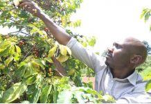 KPCU to start disbursing coffee funds, Munya