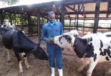 Kipsiele cries over spilt milk as coronavirus causes more disruption