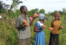 Corona-induced glut: Couple gives families two acres of potatoes