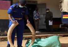 ‘Steps to combat illegal wildlife trade improve’