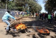 Fury as stray dogs maul one more in Eldoret