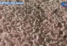 Increased hatching of locusts reported in Turkana, Marsabit & Samburu counties.