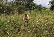 War on desert locusts being won