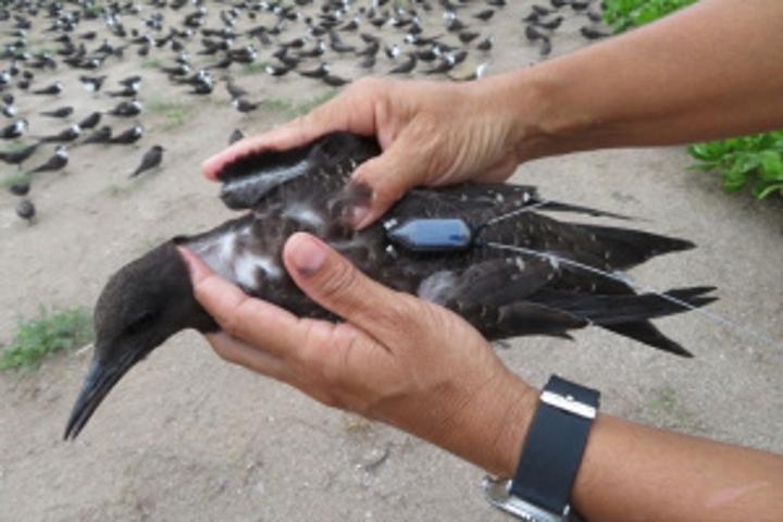 Satellite tracking project monitors sooty tern movement across Seychelles
