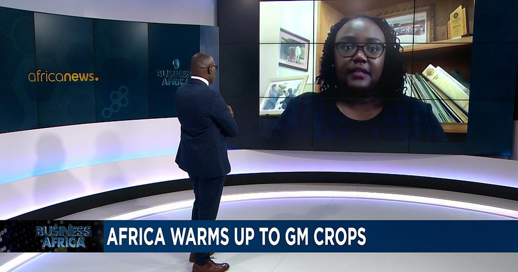 Can GM crops jump-start Africa's agriculture?