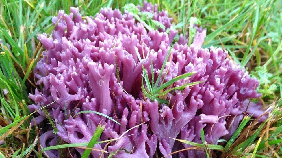 New fungi species unearthed in Cairngorms mountains New fungi species unearthed in Cairngorms mountains