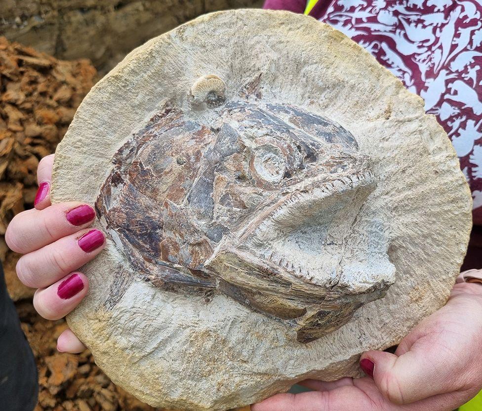 Eye-popping fossil fish found in cattle field Eye-popping fossil fish found in cattle field