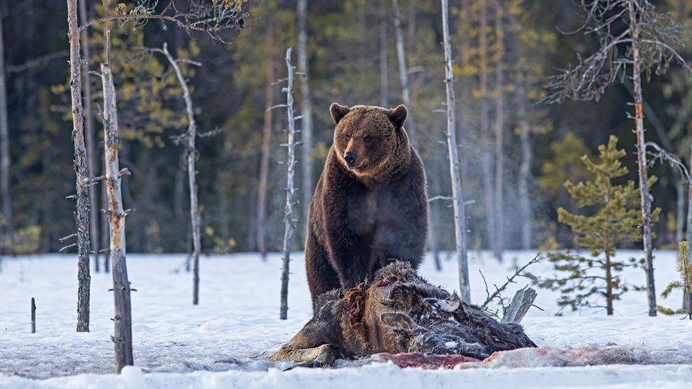 Bear photography takes great-grandmother round the world Bear photography takes great-grandmother round the world