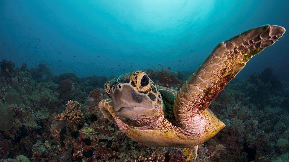 Efforts to pass global ocean protection treaty fail Efforts to pass global ocean protection treaty fail
