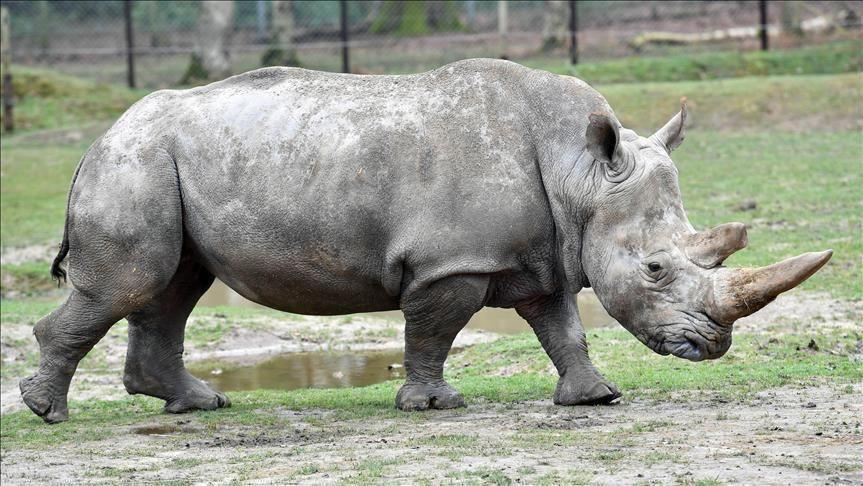 Rhino poaching drops to lowest levels since 2013 Rhino poaching drops to lowest levels since 2013