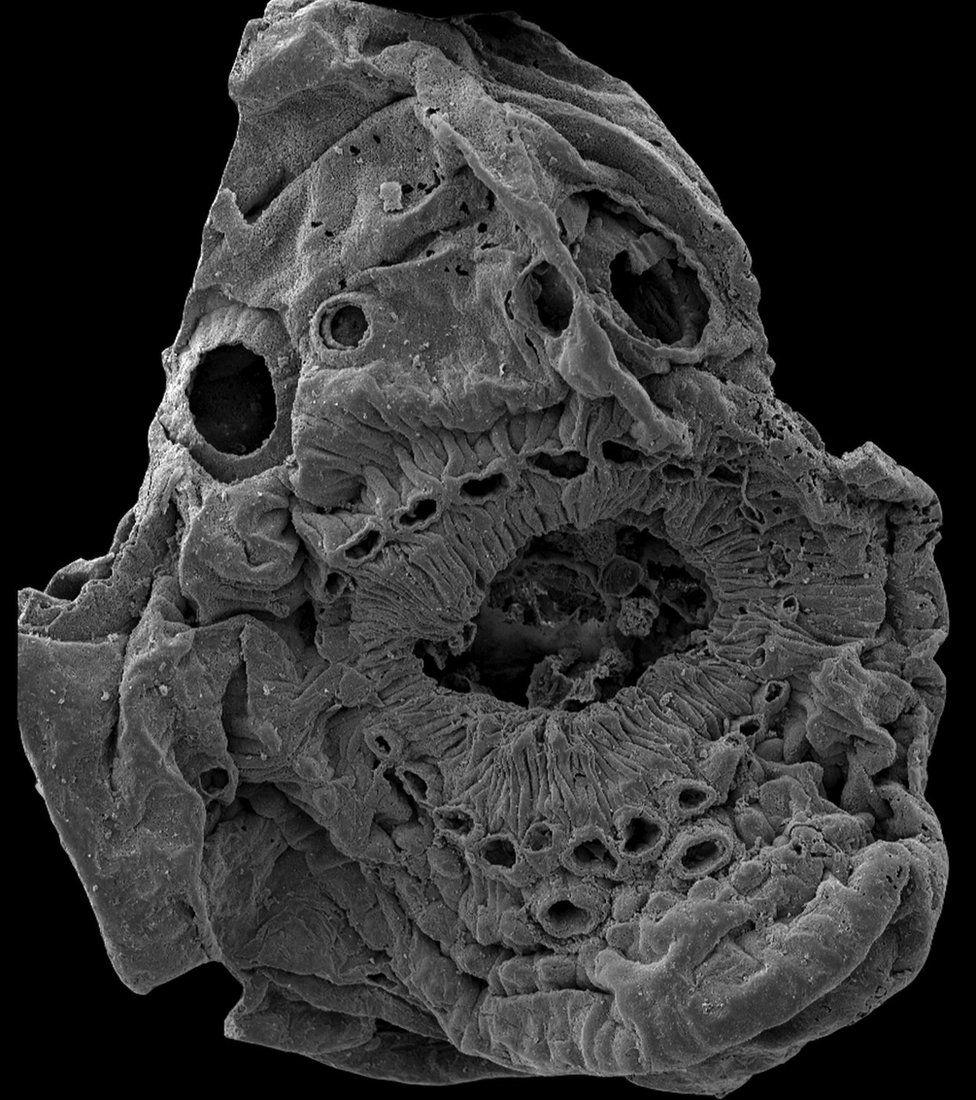 Mystery of half-billion year old creature with no anus solved Mystery of half-billion year old creature with no anus solved