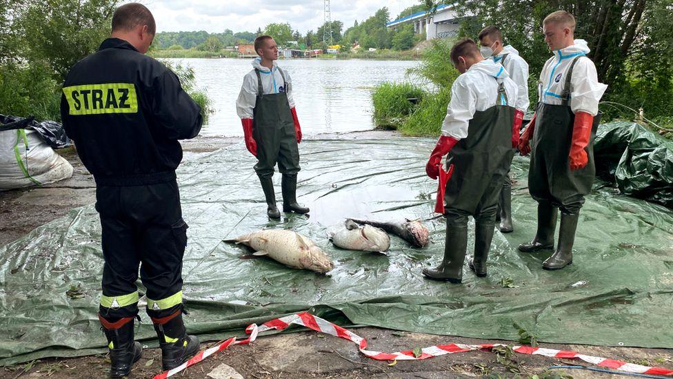 Oder mass fish deaths: Searching for clues to Polish-German border mystery Oder mass fish deaths: Searching for clues to Polish-German border mystery