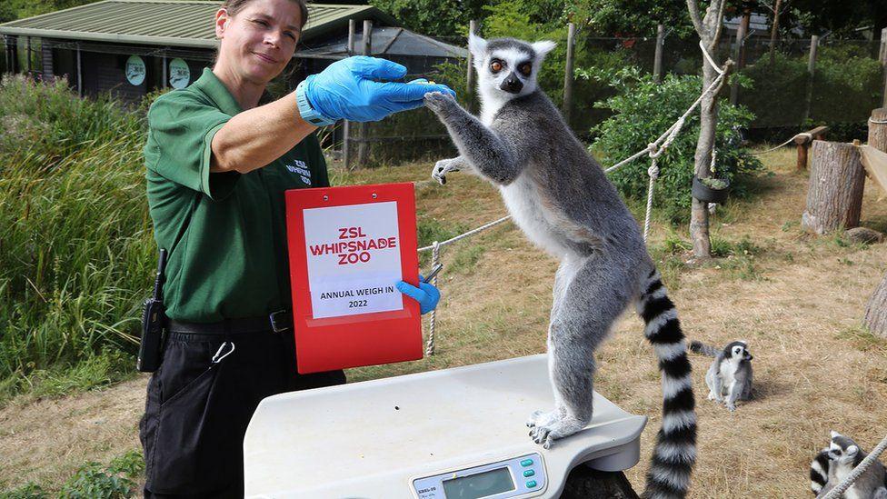Whipsnade Zoo residents hop on the scales for annual weigh-in Whipsnade Zoo residents hop on the scales for annual weigh-in