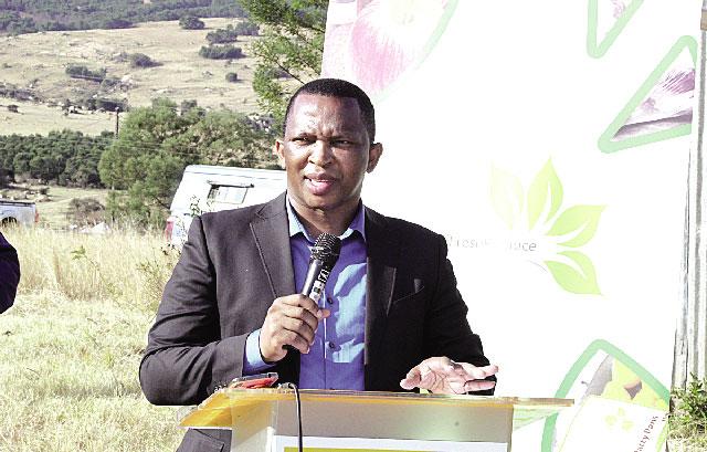 88 CATTLE TO BE AUCTIONED 88 CATTLE TO BE AUCTIONED