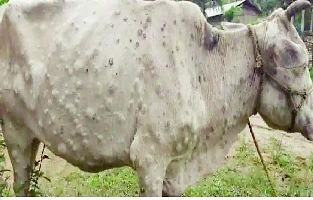 VACCINATE LIVESTOCK AGAINST LUMPY SKIN VACCINATE LIVESTOCK AGAINST LUMPY SKIN