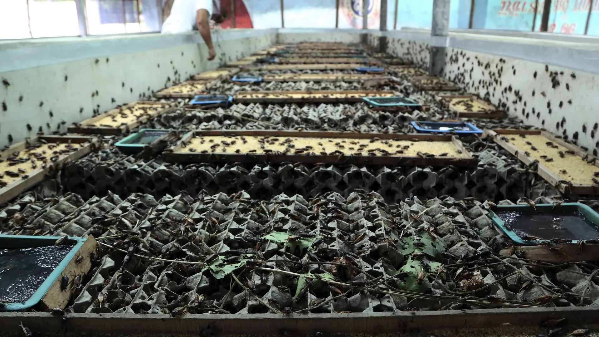 UK Funds to Aid Projects Suggesting African Countries to Farm Insects for Food UK Funds to Aid Projects Suggesting African Countries to Farm Insects for Food