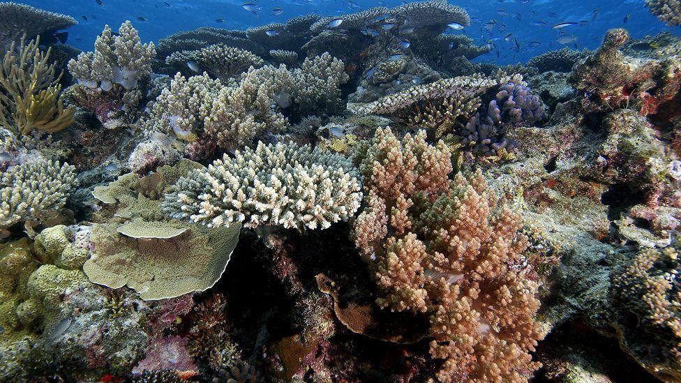 Climate change: Six tipping points ‘likely’ to be crossed Climate change: Six tipping points ‘likely’ to be crossed