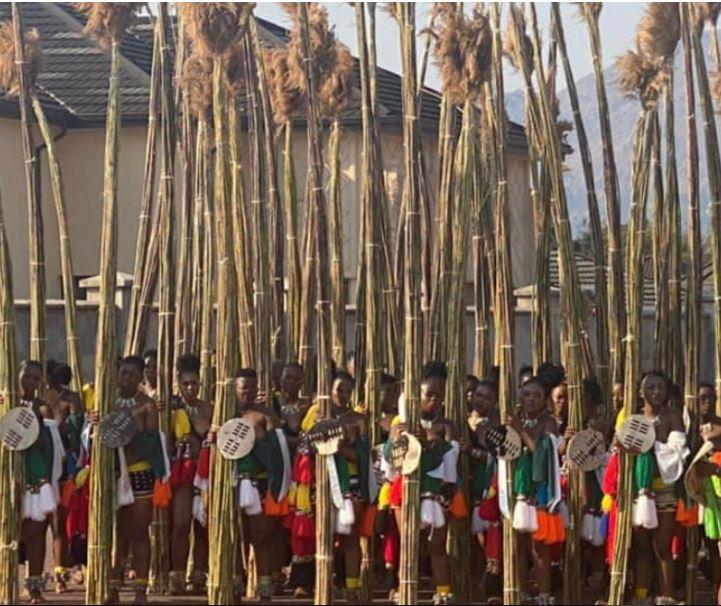 Thousands of maidens delivered umhlanga,danced before King Mswati Thousands of maidens delivered umhlanga,danced before King Mswati