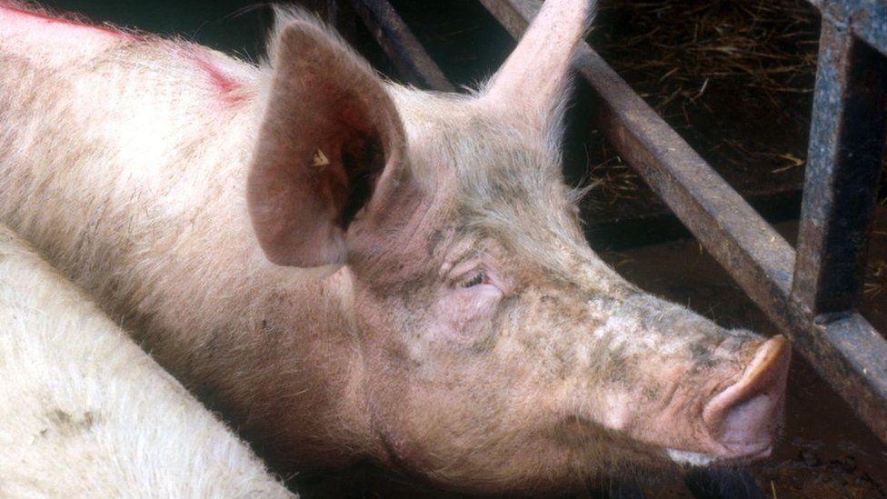 African Swine Fever threat prompts UK border limits on pork African Swine Fever threat prompts UK border limits on pork