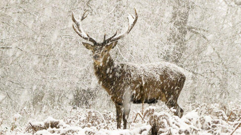Boy's stag photo scoops Wildlife Photographer of the Year accolade Boy's stag photo scoops Wildlife Photographer of the Year accolade