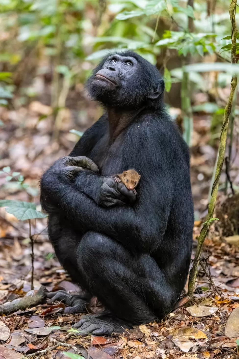 Wildlife photographer of the year: Is this ape really cuddling a pet mongoose? Wildlife photographer of the year: Is this ape really cuddling a pet mongoose?