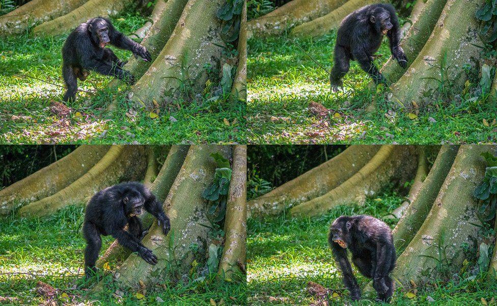 Chimps show off their 'signature' drum beats Chimps show off their 'signature' drum beats
