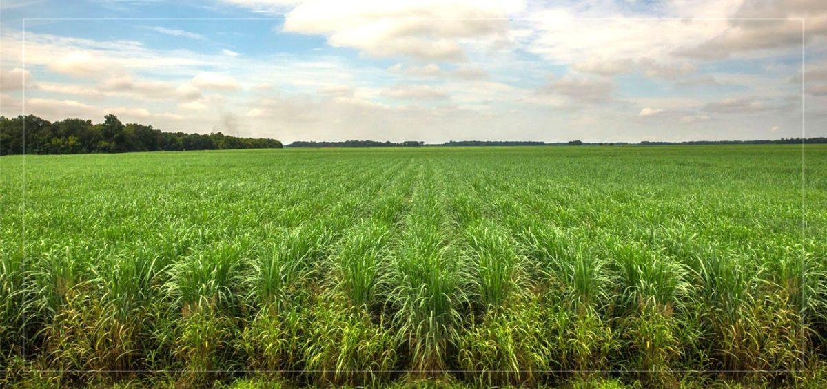 E411 000 SPONSORSHIP FOR SMALLHOLDER SUGARCANE GROWERS’ COMPETITION E411 000 SPONSORSHIP FOR SMALLHOLDER SUGARCANE GROWERS’ COMPETITION