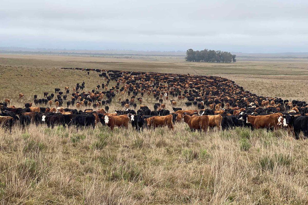 EKUPHELENI CHIEF CONFIRMS: Armed thugs invade homes,grab over 50 cattle worth R1million EKUPHELENI CHIEF CONFIRMS: Armed thugs invade homes,grab over 50 cattle worth R1million