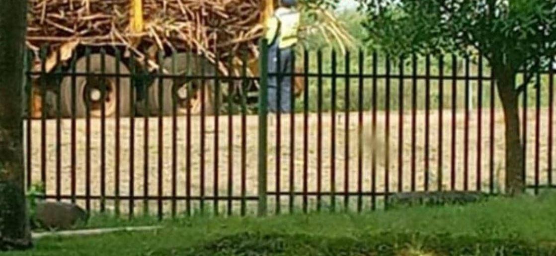 Hungry eSwatini Big- Bend traffic police officers stop truck,grab sugar-cane Hungry eSwatini Big- Bend traffic police officers stop truck,grab sugar-cane