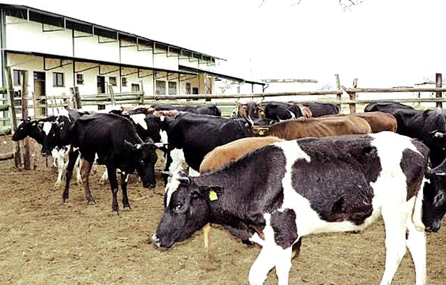 70 CATTLE TO BE AUCTIONED AT MAGOGA