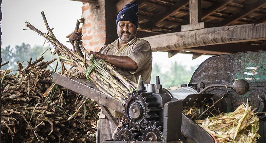 SUGAR PRODUCTION DROPS SUGAR PRODUCTION DROPS