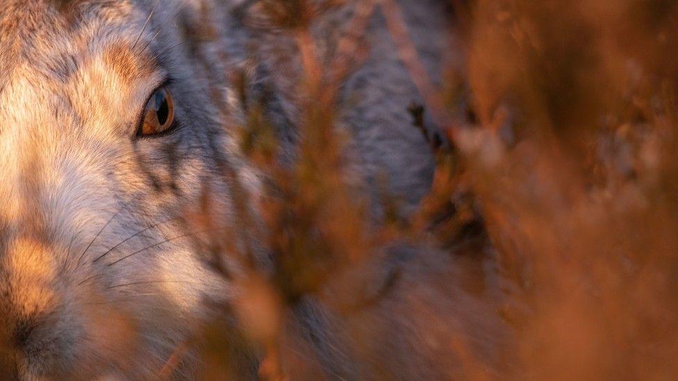 Oldham teenager's sunset mountain hare shot wins top RSPCA prize Oldham teenager's sunset mountain hare shot wins top RSPCA prize